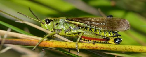 Stethophyma grossum